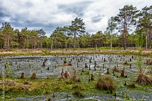 Landschaft im Naturschutzgebiet Großes und Weißes Moor, Landkreis Rotenburg, Niedersachsen, Deutschland photo