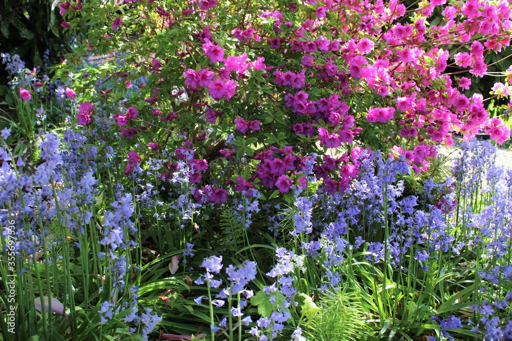 Naklejka premium Bluebells bloom with pink azaleas in a garden 