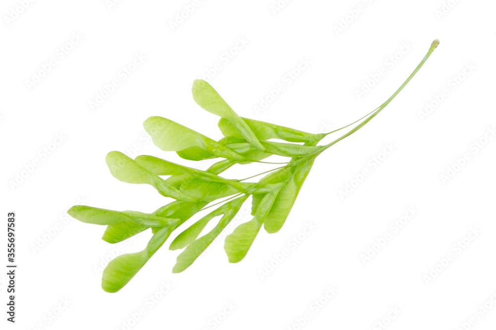 Fototapeta premium Green ash-leaved maple isolated on a white background without shadow. Item for greeting cards, packaging, scene creator