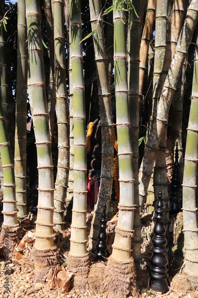 Forêt de bambous du musée Baandam à Chiang Rai, Thaïlande Forêt de bambous du musée Baandam à Chiang Rai, Thaïlande