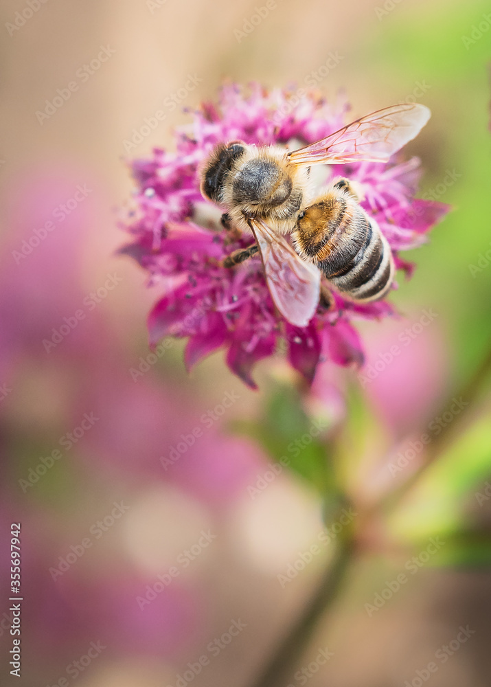 Bee collecting nectar from a pinky red flower, Astrantia Major Claret Bee collecting nectar from a pinky red flower, Astrantia Major Claret