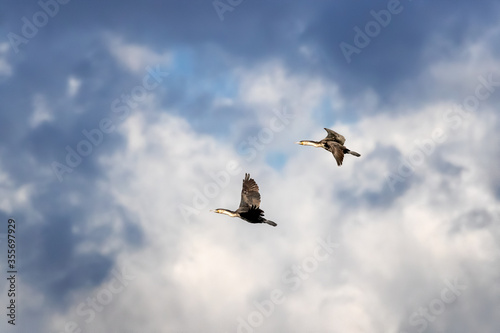 Cormorants in flight over dramatic sky. Lake Naivasha, Kenya