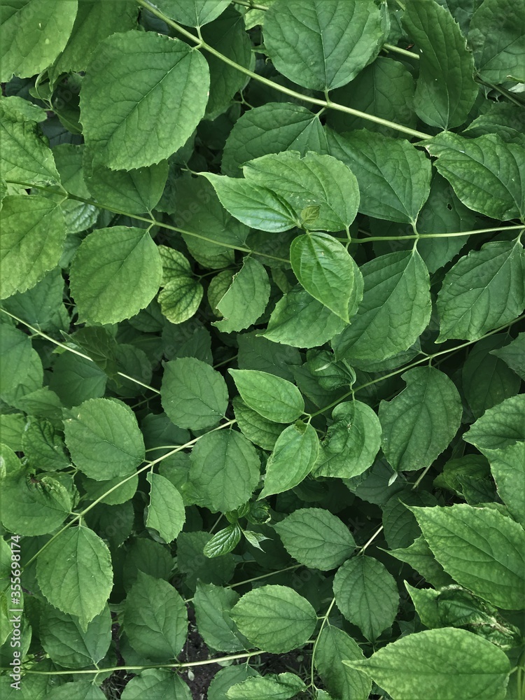 background texture leaves on a bush dark background muted shades and colors background texture leaves on a bush dark background muted shades and colors