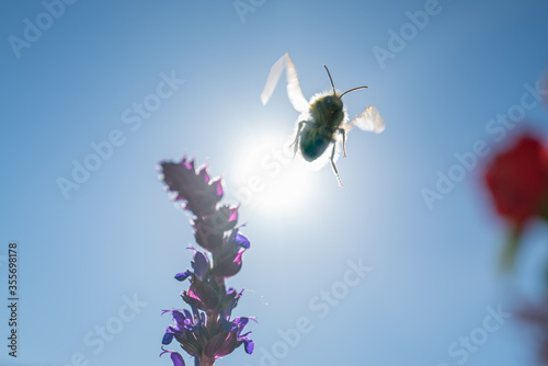 Purple Salvia flower back lit by the sun as a bee flies away. The wings of the insect can be seen back lit by the sun there is some motion blur, photo