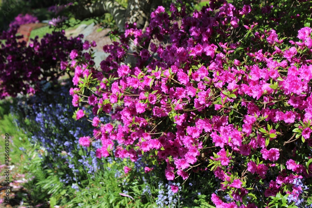 Pink azalea flowers bloom in a spring garden