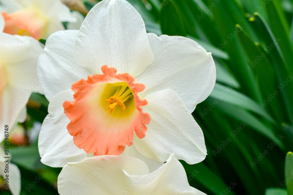 Close up view of beautiful narcissus flowers. Close up view of beautiful narcissus flowers.