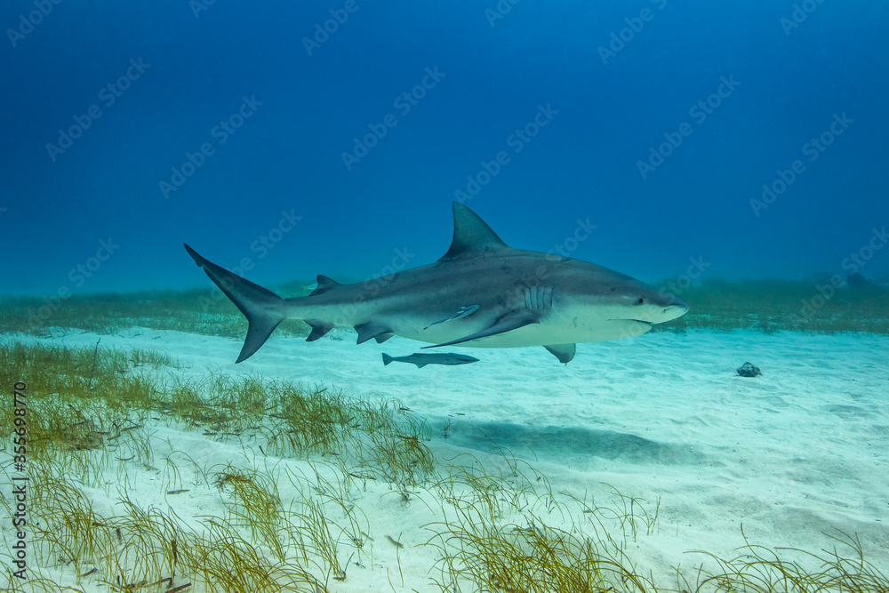 Fototapeta premium Bull shark in its natural habitat