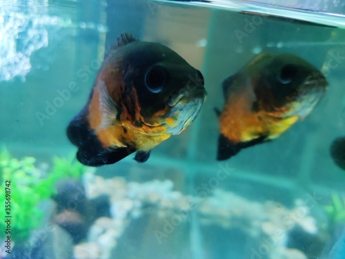 fish in aquarium