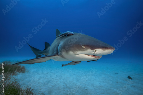 Bull shark in its natural habitat