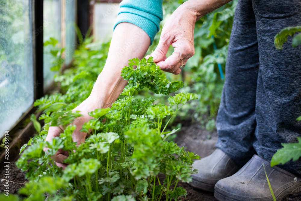Fototapeta premium kobieta zbierająca pietruszkę w domu