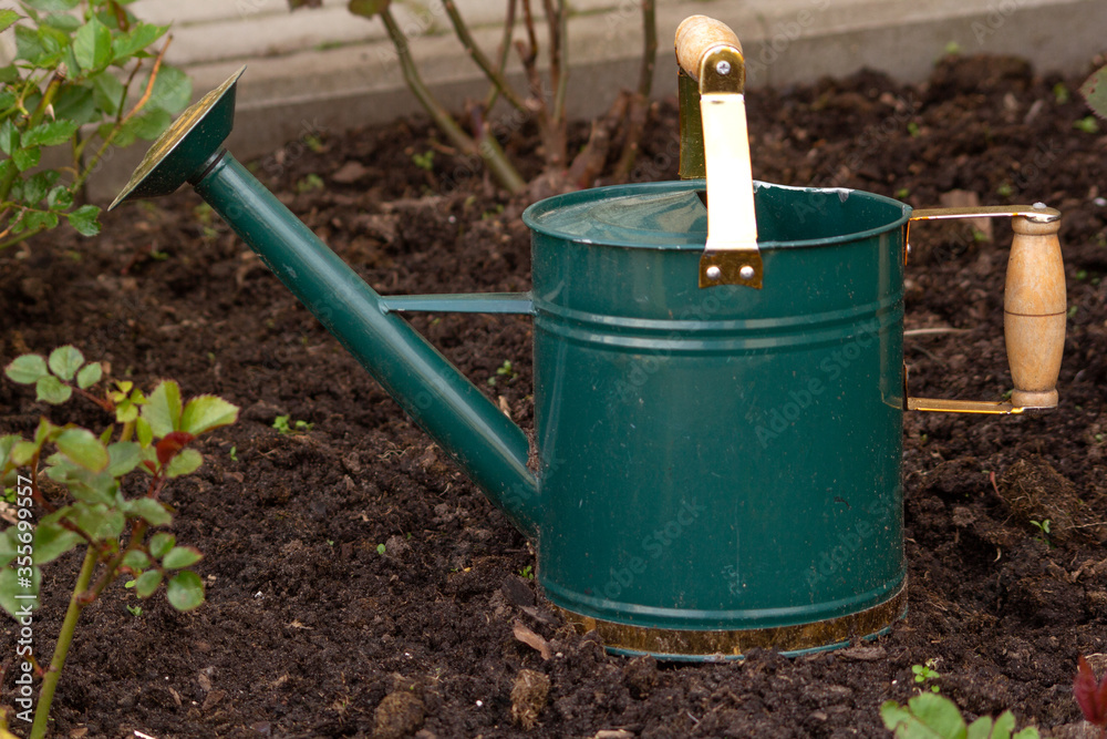 A small green iron watering can stands near the rose bushes on the ground A small green iron watering can stands near the rose bushes on the ground