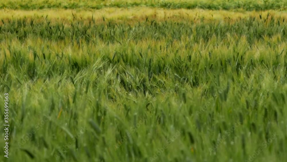 Wheat field waves moved by summer wind. panoramic. Nature background. HD. Ukraine June, 2020. Wheat field waves moved by summer wind. panoramic. Nature background. HD. Ukraine June, 2020.