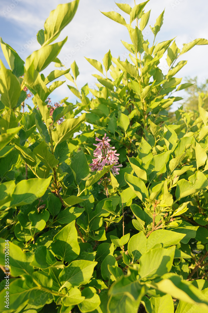 Obraz premium Purple Flower