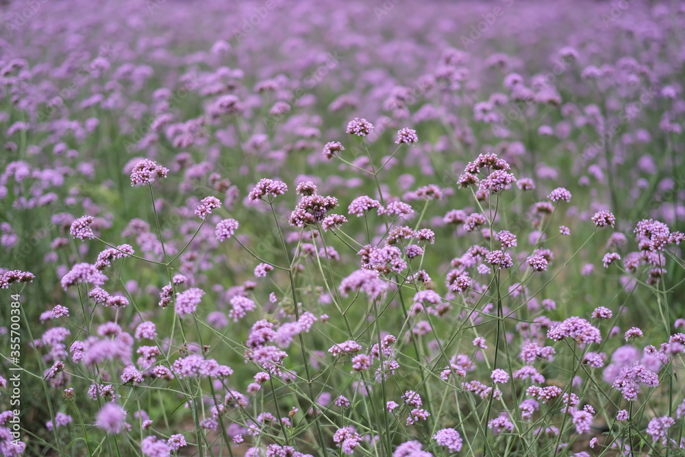 beautiful verbena bush background. soft focus beautiful verbena bush background. soft focus