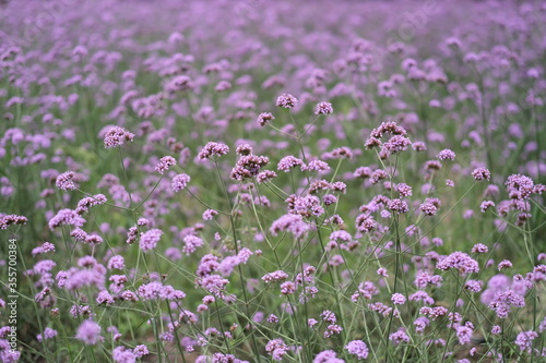 beautiful verbena bush background. soft focus © Robert