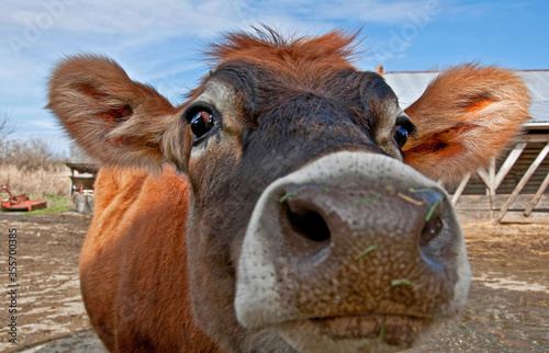 Cow face closeup of an 8 month old young Jersey cow heifer at a farm.