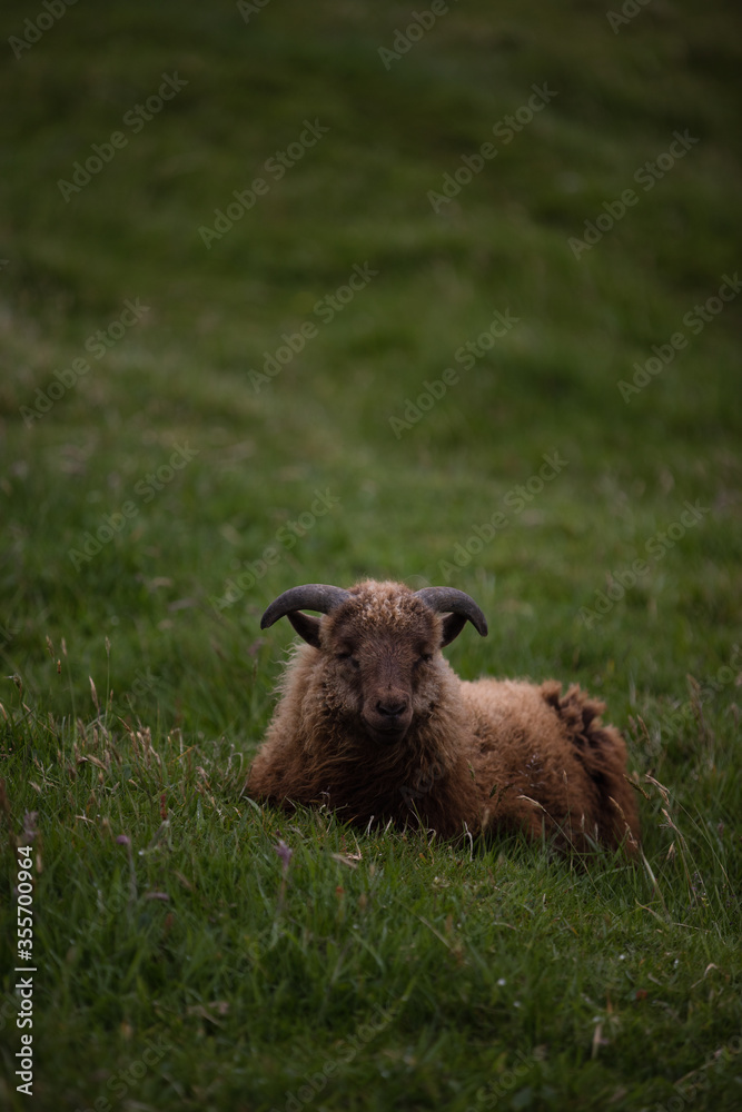 Fluffy long-haired sheep on the green hills of Faroe Islands Fluffy long-haired sheep on the green hills of Faroe Islands
