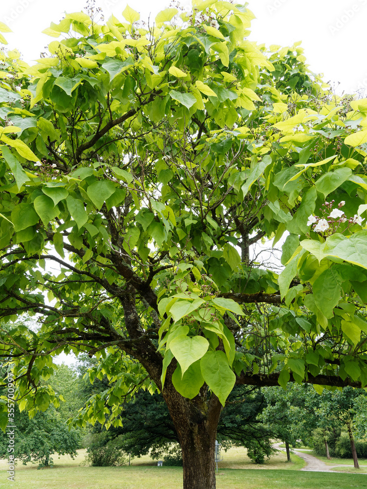 Catalpa bignonioides or southern catalpa, ornamental tree with a short trunk,  light brown bark, long and straggling branches which form a broad head  covered with large green leaves Stock Photo
