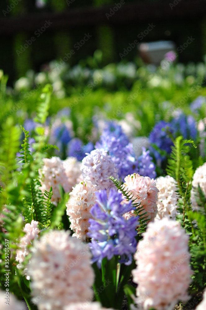 Obraz premium Hyacinth Flower field