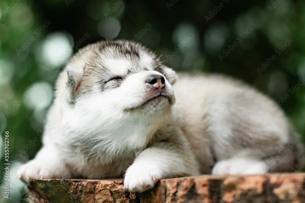Fototapeta premium One Little cute puppy of Siberian husky dog outdoors