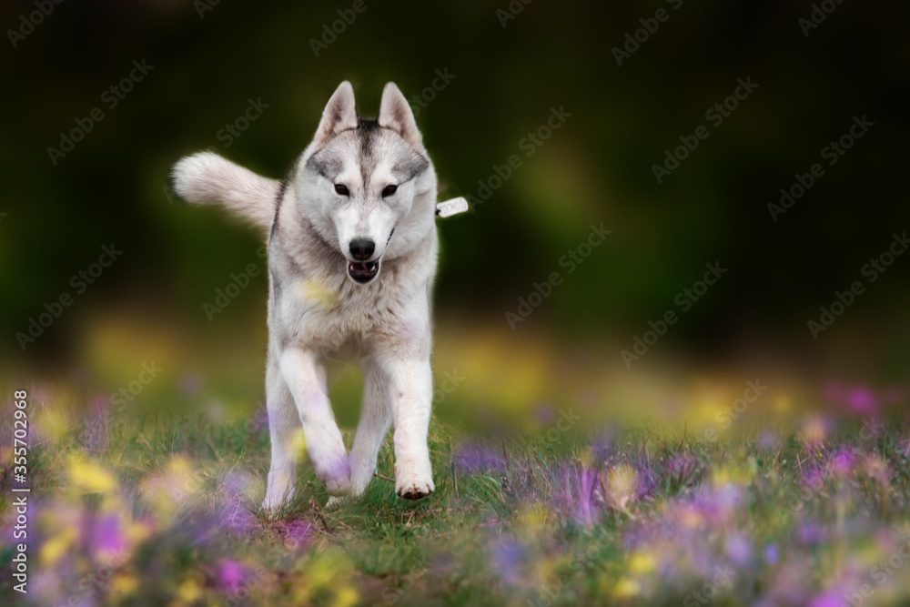The dog is walking along the grass. Dangerous hunter. Siberian Husky is running. The dog is walking along the grass. Dangerous hunter. Siberian Husky is running.