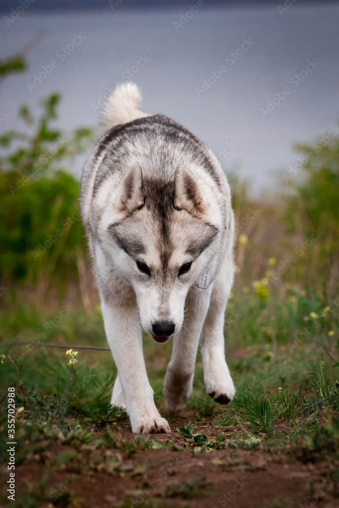 The dog is walking along the grass. Dangerous hunter. Siberian Husky is running.