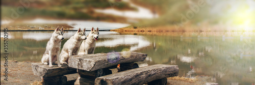 Three dogs are sitting. A flock of Siberian Husky. A lot of dogs are sitting. Mountain landscape on the background.