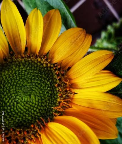 sunflower in the garden