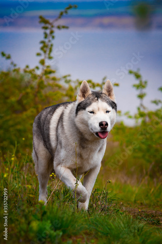 The dog is walking along the grass. Dangerous hunter. Siberian Husky is running.