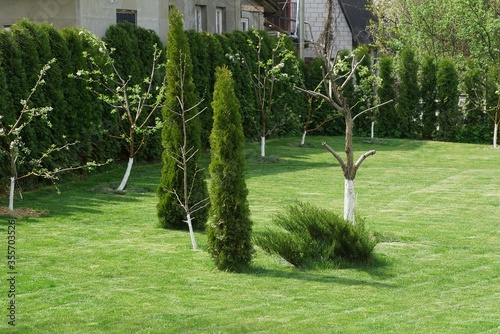 Fototapeta Naklejka Na Ścianę i Meble -  green coniferous ornamental trees and bush on the grass of the lawn in a private garden
