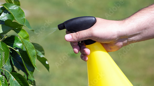 Baum gegen Pilzbefall spritzen- Mann hält Sprühflasche und sprüht Blätter ein- Gartenarbeit