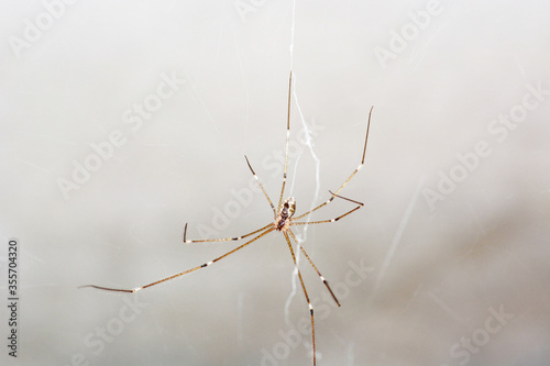 spider on wed © pangcom