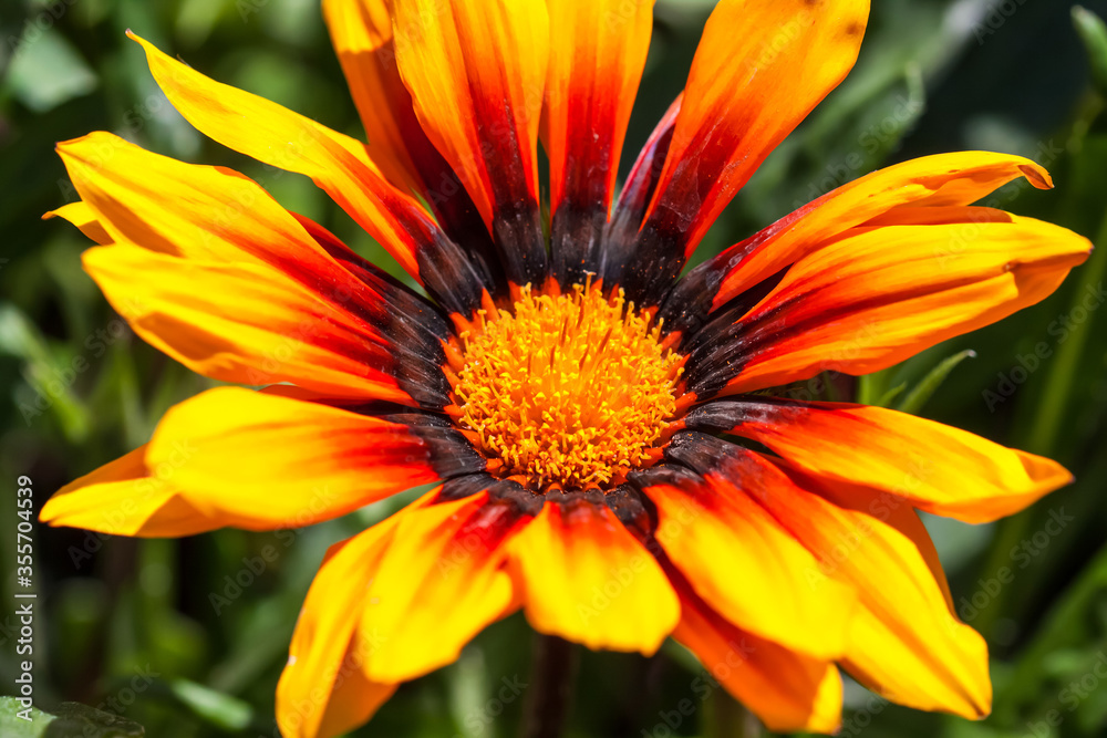 Bright yellow and red Margarita flower in park, beautiful summer wallpaper Bright yellow and red Margarita flower in park, beautiful summer wallpaper