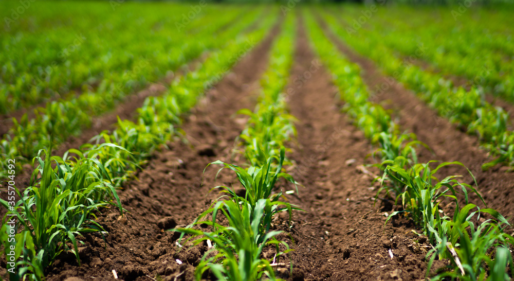 green field of corn green field of corn