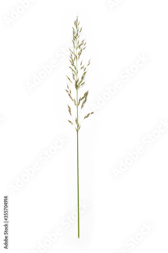 false oat-grass or ryegrass (Arrhenatherum elatius) isolated on a white background, copy space photo