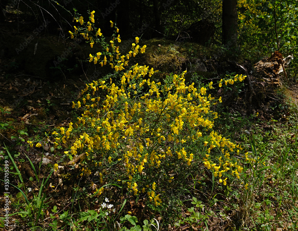 Fototapeta premium Ginster, Genista, im Schwarzwald, Deutschland