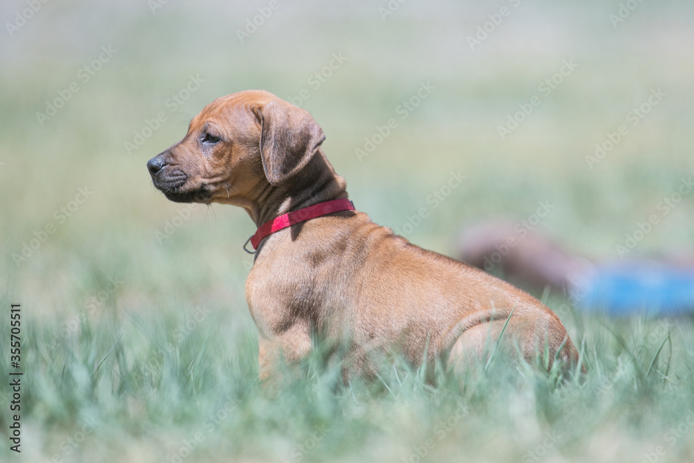 One Rhodesian Ridgeback Puppy in Grass