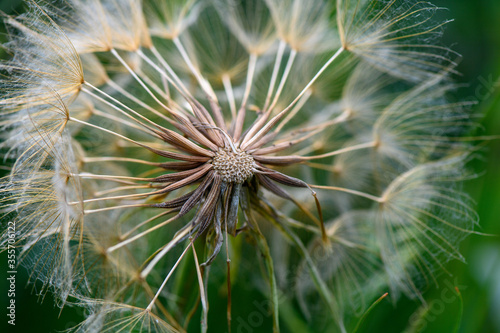 NATURA IN FIORE DETTAGLI