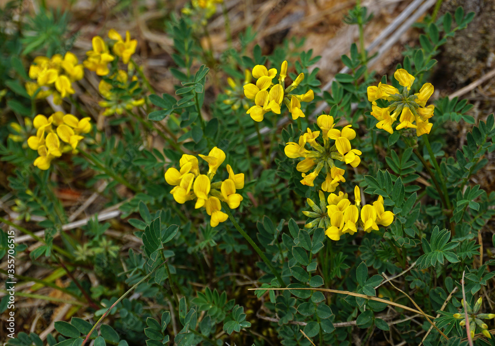 Hornklee, Lotus corniculatus, bloomfell, Hornklee, Lotus corniculatus, bloomfell,