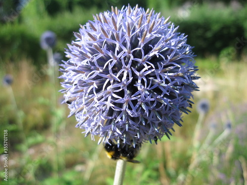 Blume