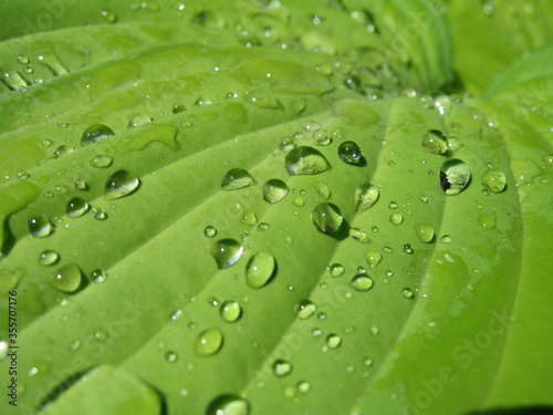 Blatt Wassertropfen