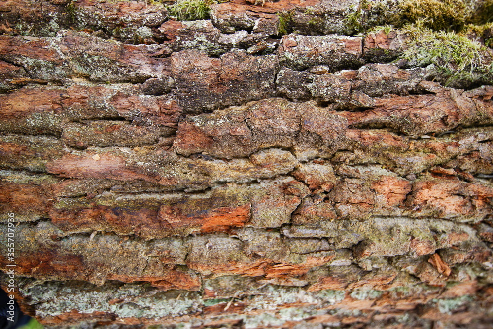 Textur Eichenstamm mit Rinde II Textur Eichenstamm mit Rinde II