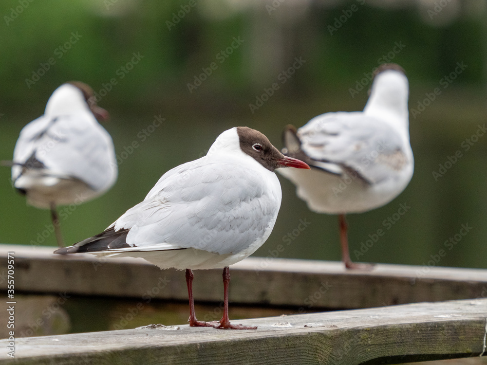 Seagull standing on a handrail by lake Seagull standing on a handrail by lake