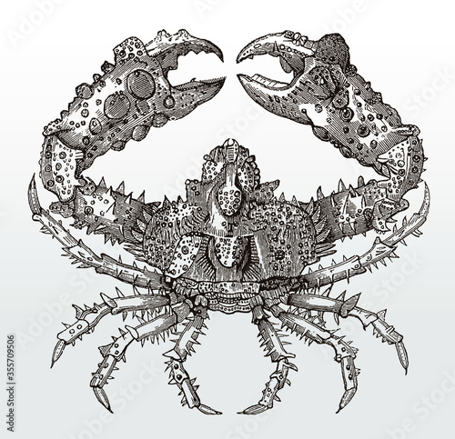 Horrid elbow crab or rubble crab, daldorfia horrida in top view after an antique illustration from the 19th century