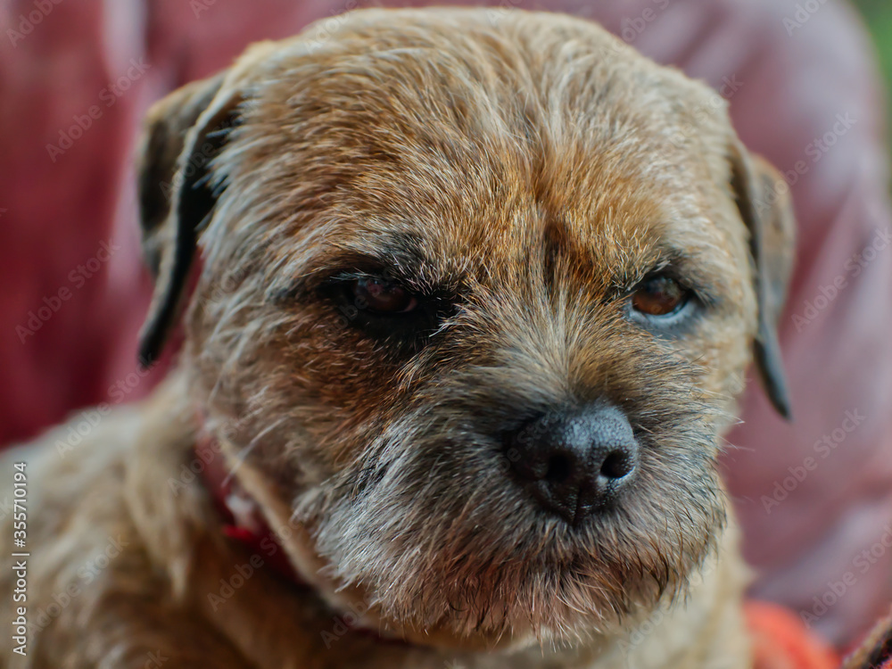 Portrait Border Terrier auf dem Sofa Portrait Border Terrier auf dem Sofa