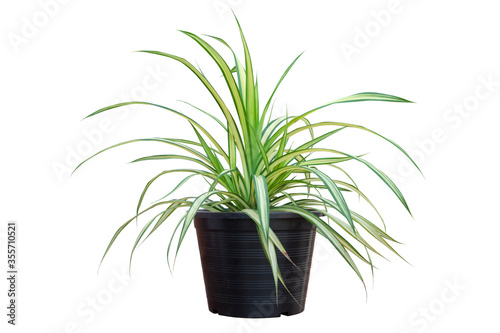 Fresh Screw pine or Pandanus sanderi in black plastic pot isolated on white background included clipping path. photo