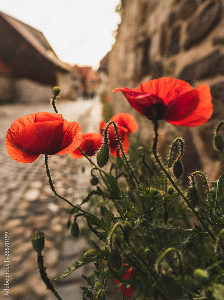Obraz premium poppy in quedlinburg, saxony-anhalt, germany