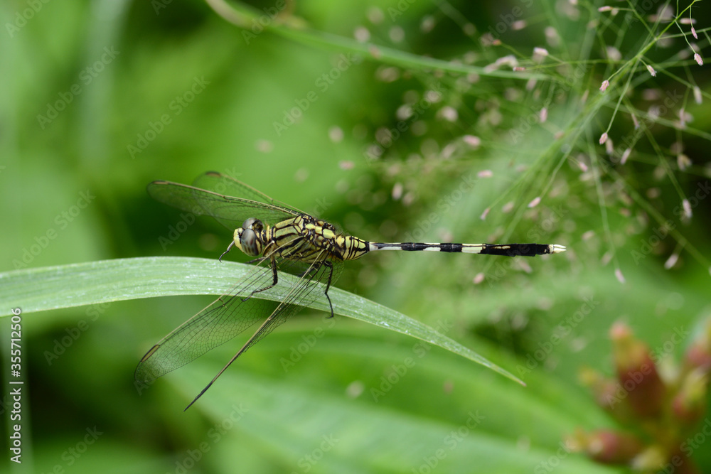 dragonfly on leaf grass dragonfly on leaf grass