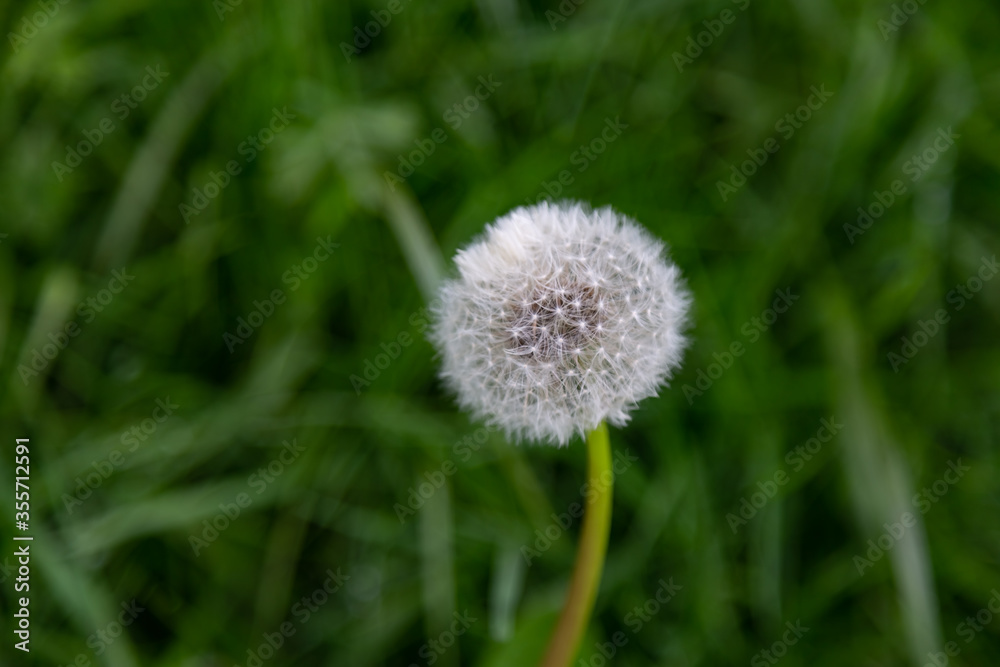 Pusteblume Löwenzahn Pusteblume Löwenzahn