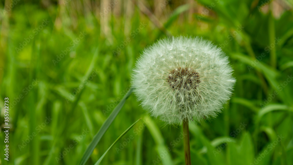 white blooming dandelion in the field close up white blooming dandelion in the field close up